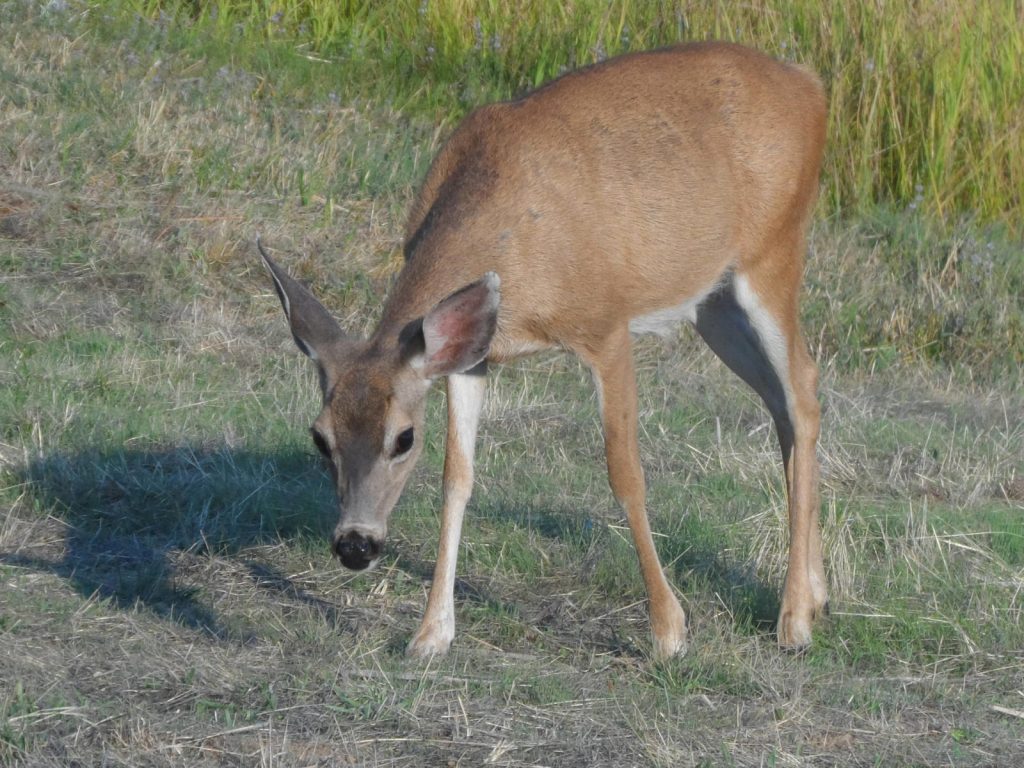 Young female deer.