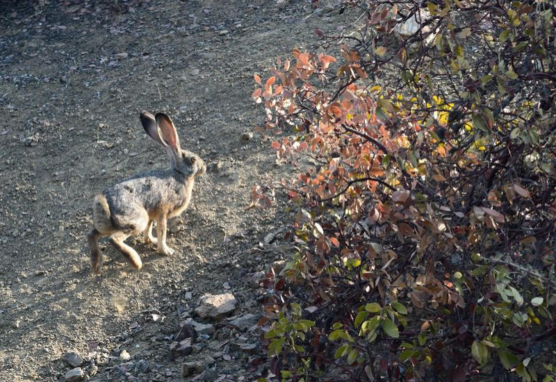 Rabbit hopping down the bunny trail.